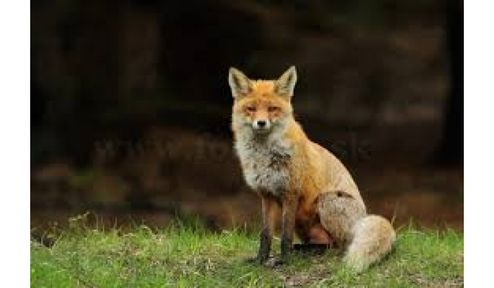 Fotka pre článok  Jarná kampaň 2026 orálnej vakcinácie líšok proti besnote 