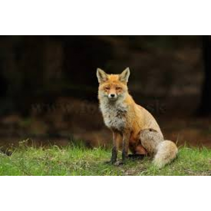 Menšia fotka pre článok  Jarná kampaň 2026 orálnej vakcinácie líšok proti besnote 