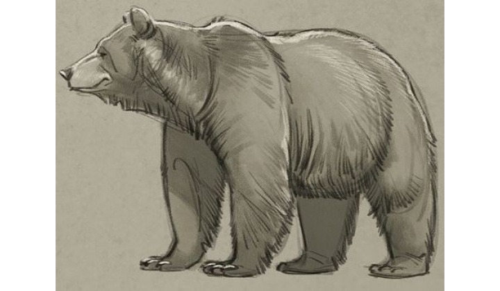  POZOR - V obci Chminianske Jakubovany sa pohybuje medveď