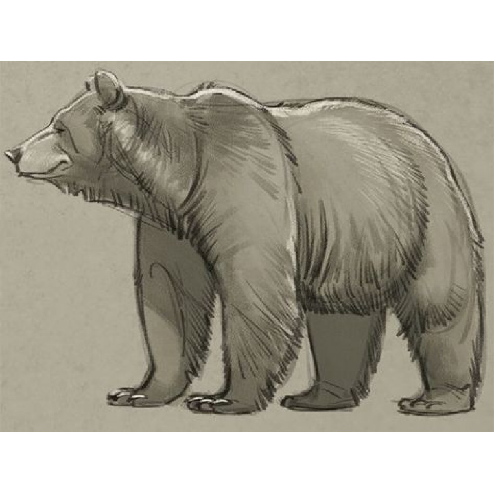  POZOR - V obci Chminianske Jakubovany sa pohybuje medveď