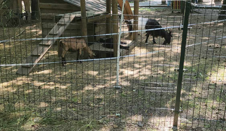 Aktuality / Výlet škôlkarov do ZOO- Spišská Nová Ves - foto