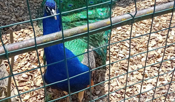 Aktuality / Výlet škôlkarov do ZOO- Spišská Nová Ves - foto